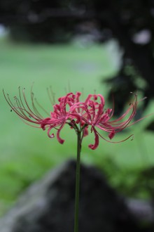 IMG_1003